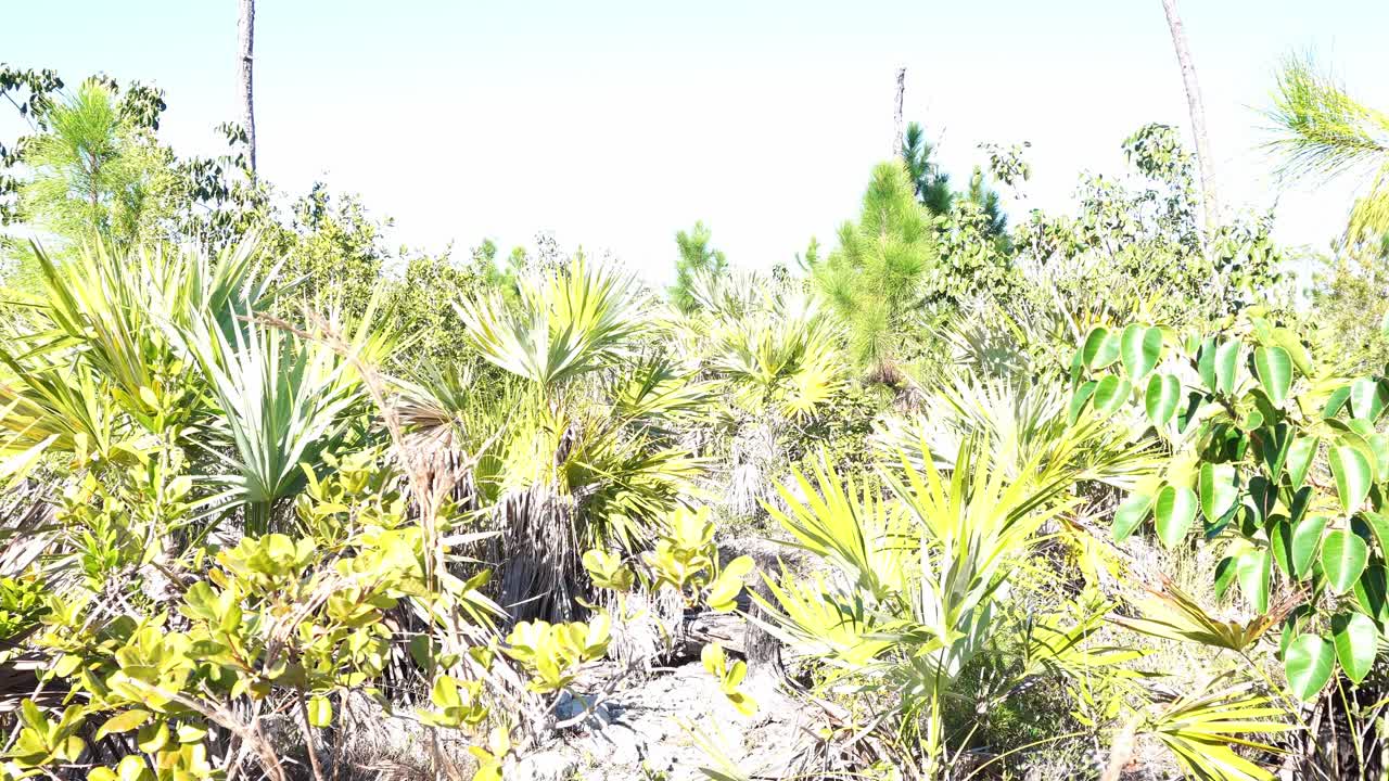 Ampia inquadratura all'altezza degli occhi di macchia subtropicale baciata dal sole, con palme nane argentate e giovani pini. L'esposizione ad alta luminosità enfatizza le texture selvagge e aride sotto un cielo luminoso e sereno.