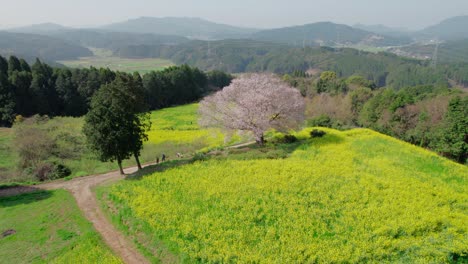 a single cherry blossom tree in saga prefecture, kyushu, japan