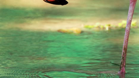 flamingo dips beak in water to feed