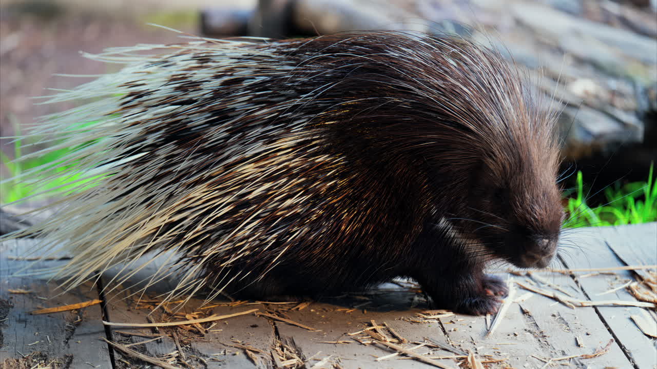 Close up of a porcupine eating while sitting on a wooden platform at the zoo