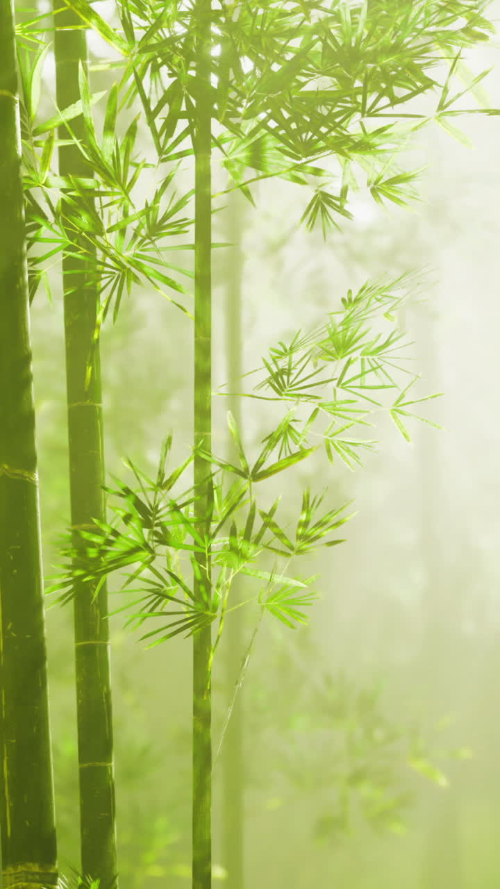 Lussureggiante foresta di bambù con la luce solare che filtra attraverso la verde chioma