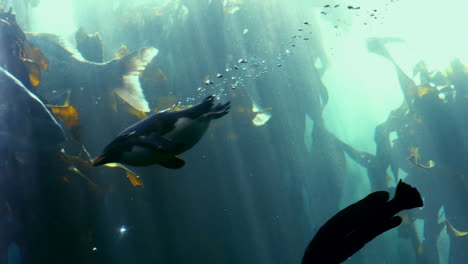 fish swimming in a tank at the aquarium