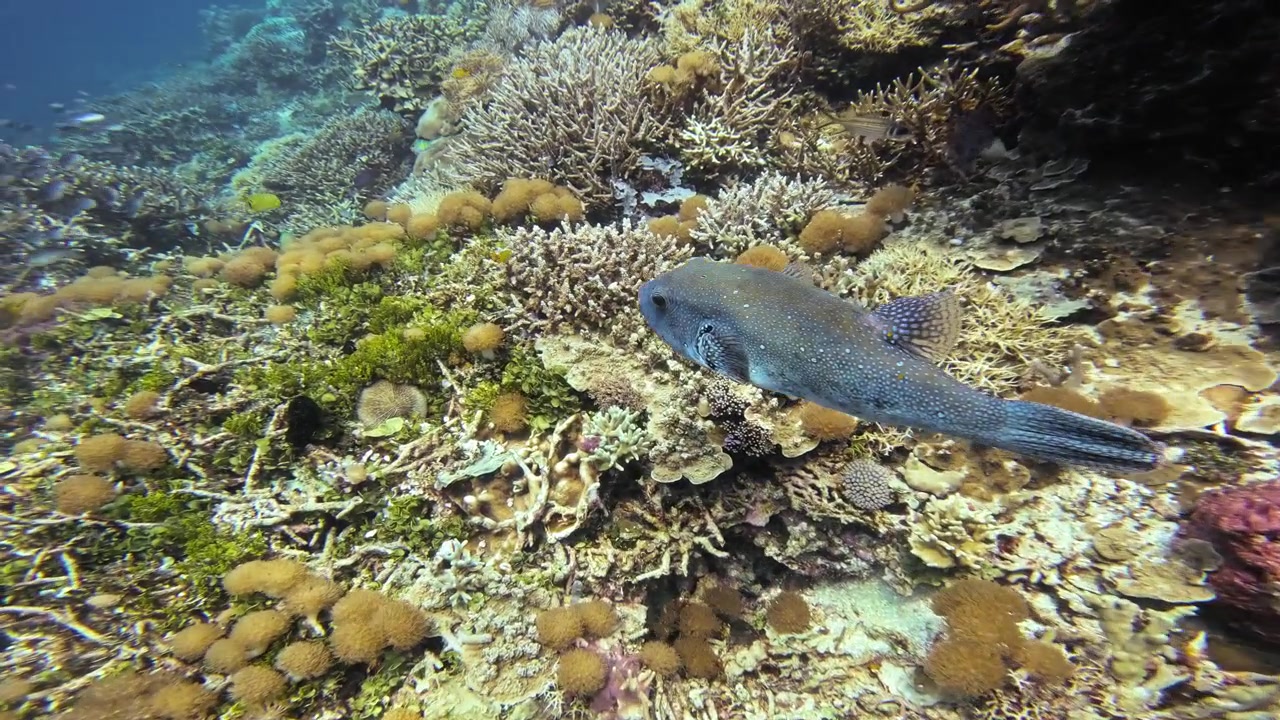 En blå stjerne-kuglefisk (Arothron stellatus) svømmer blandt et levende koralrev. Scenen fanger detaljerne i havlivet og revets livlige farver, hvilket fremkalder en følelse af ærefrygt. Følgeoptagelse