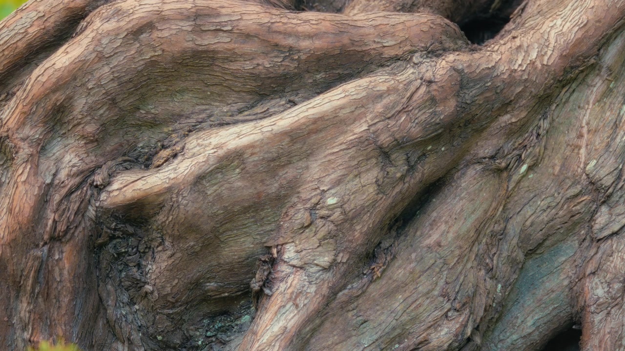 Primo piano dei dettagli di un vecchio tronco d'albero.
