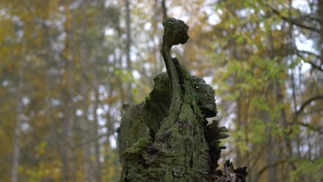 Old-broken-tree-stump,-weathered-and-covered-by-lichen-amidst-nordic-golden-forest---crane-up-parallax-shot