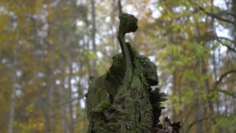 Viejo-Tocón-De-árbol-Roto,-Desgastado-Y-Cubierto-Por-Líquenes-En-Medio-Del-Bosque-Dorado-Nórdico---Tiro-De-Paralaje-Con-Grúa