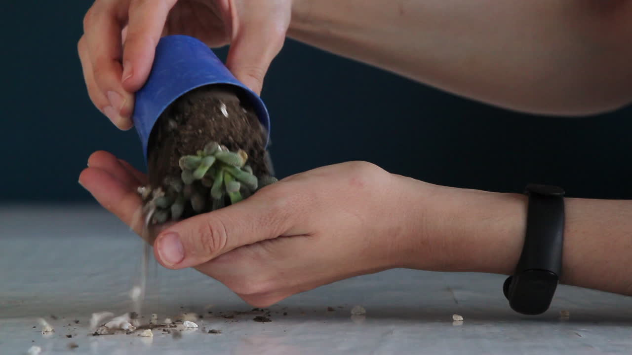 Districare le radici di una piccola succulenta domestica