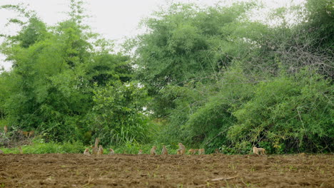 monkeys in a natural landscape