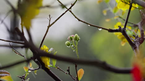 the beauty of raindrops on apricot flower buds up close