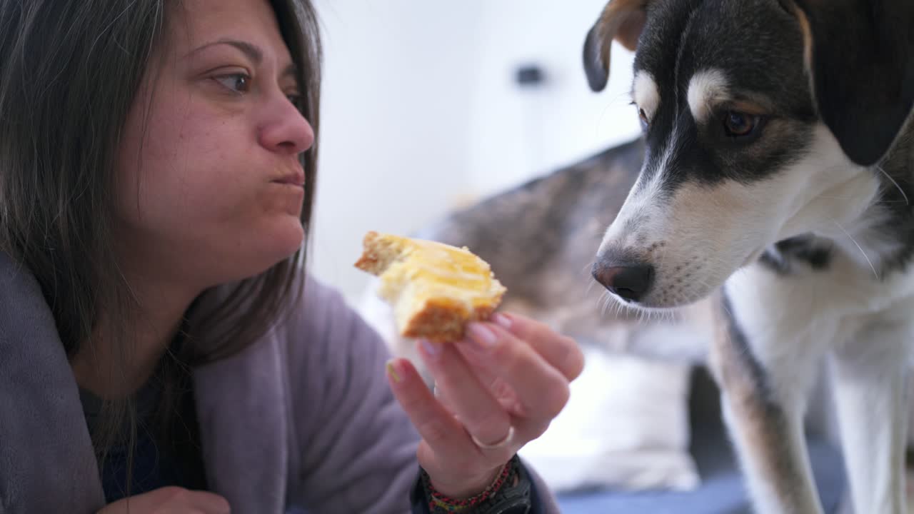 Funny footage of half breed Husky pet puppy, watching a caucasian woman eating bread with butter and honey for breakfast at home. Close up, slow pan, 4k shot