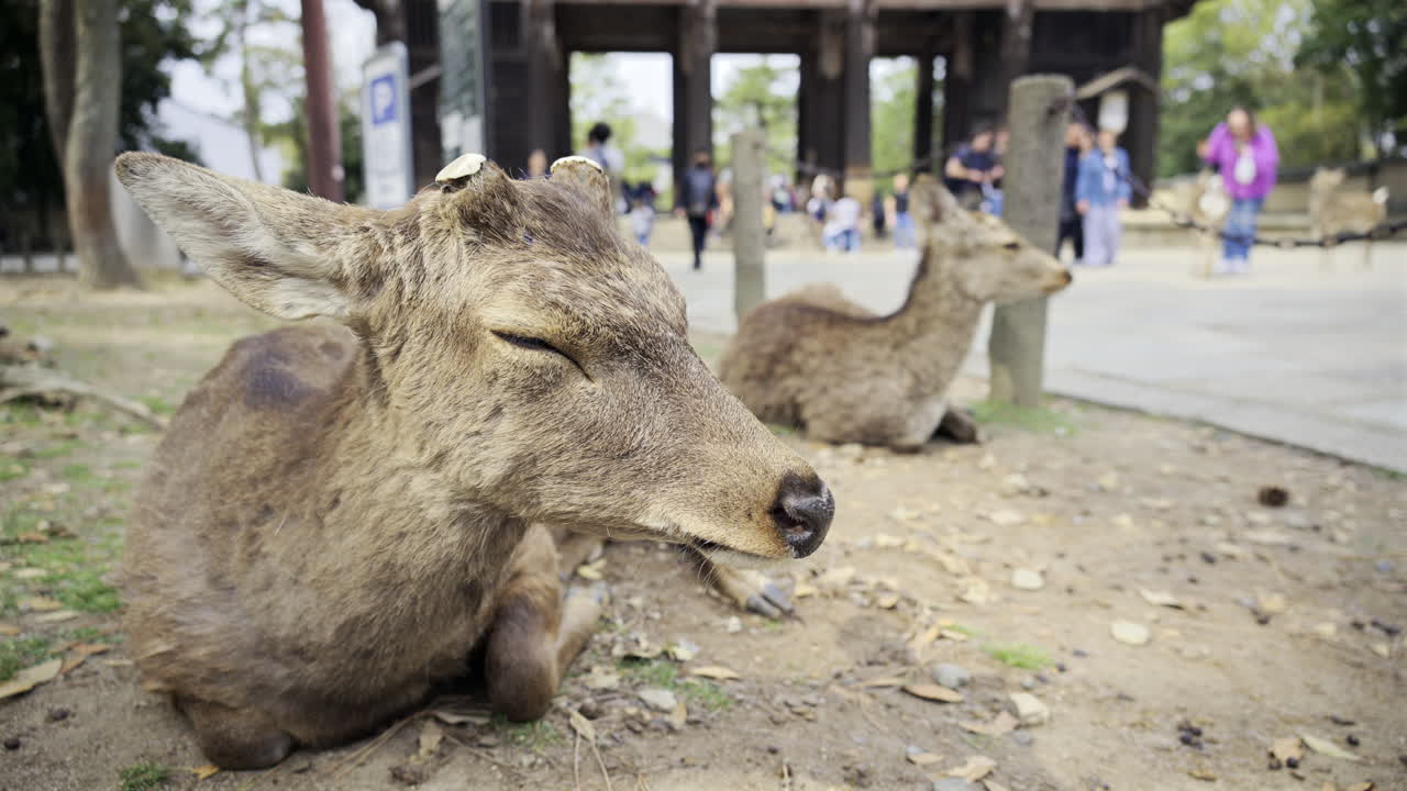 Two deer are lying on the ground in a park as people walk by, enjoying the serene atmosphere