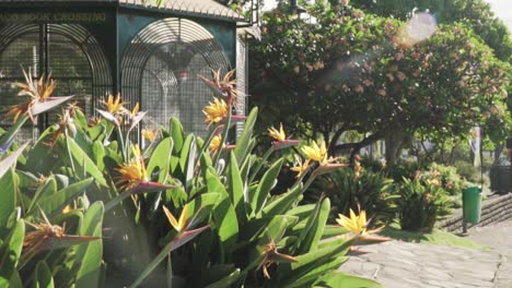 pájaro de las flores del paraíso y la estación de cruce del libro en un jardín tropical