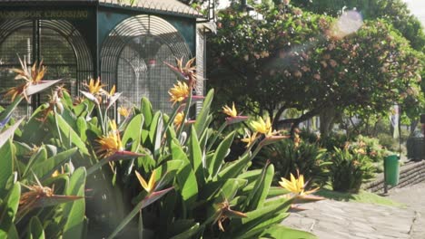 bird of paradise flowers and book crossing station in a tropical garden