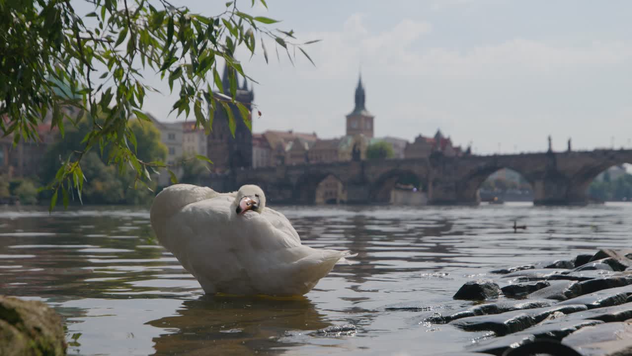 White Swan on Vltava Riverbank with Prague's Charles Bridge Background