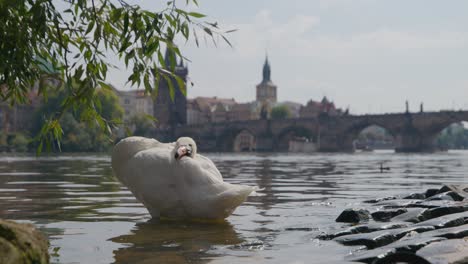 White-Swan-on-Vltava-Riverbank-with-Prague's-Charles-Bridge-Background