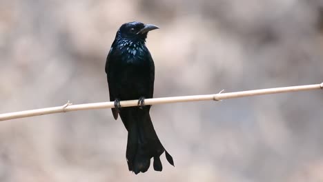 Der-Haarhauben-Drongo-Oder-Ist-In-Asien-Ein-Vogel-Aus-Der-Familie-Der-Dicruridae,-Der-Mit-Dicrurus-Bracteatus-Oder-Spangled-Drongo-Konspezifisch-War,-Bei-Dem-Es-Schwierig-Sein-Kann,-Ihn-Voneinander-Zu-Unterscheiden