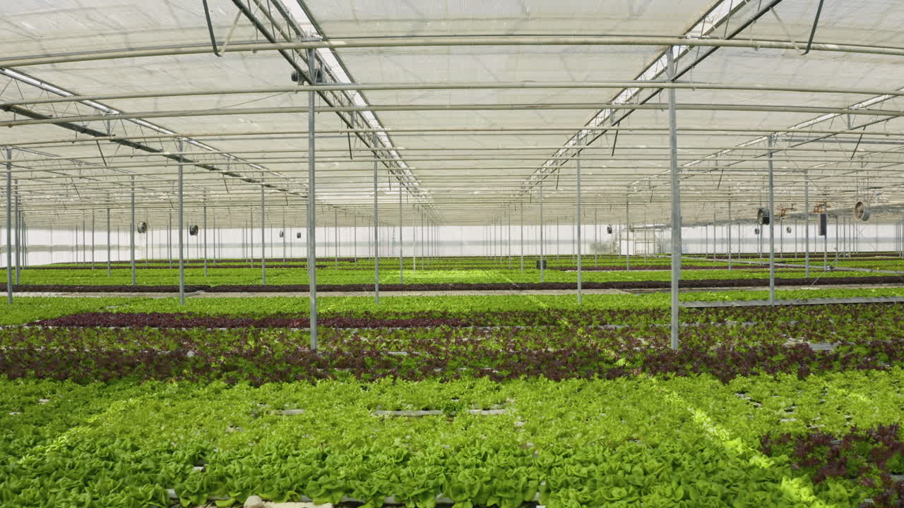 cultivo de lechuga hidropónica en un invernadero