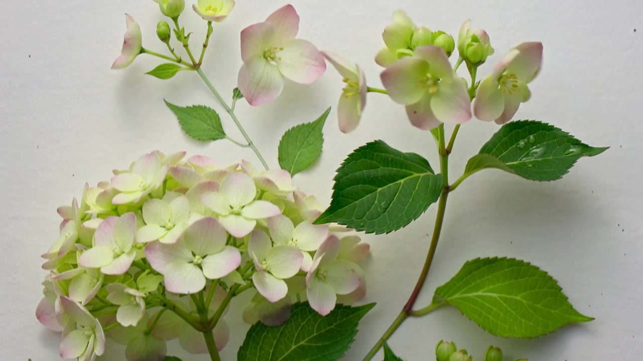 Opening two hydrangea stems showing buds opening across frames for study on white sheet, pen mark