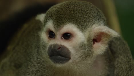 squirrel monkey looks around, face close up, warm and sunny day, red 4k