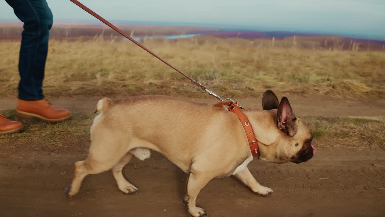 En person som går tur med en leken fransk bulldog på en vakker sti, nyter naturen og frisk luft, og fanger gleden ved å ha kjæledyr og utendørsaktiviteter i et vakkert landskap.