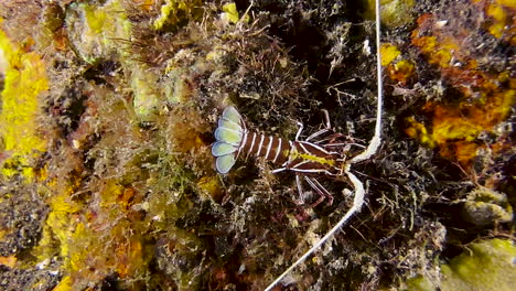 juvenile painted spiny lobster walks over coral reef