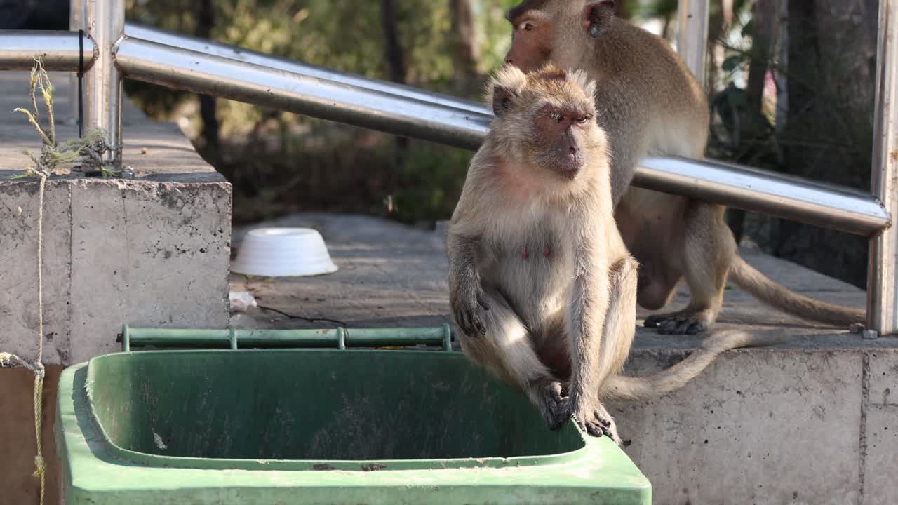 두 마리의 원이가 야외에서 사회적 행동을 합니다.