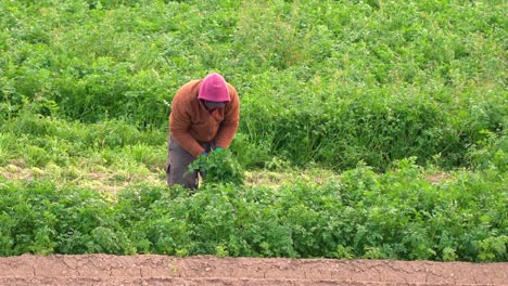 Landwirt-Oder-Landarbeiter,-Der-Koriander-Oder-Fenchel-Aufnimmt,-Der-In-Landwirtschaftlichen-Plantagen-Wächst,-Während