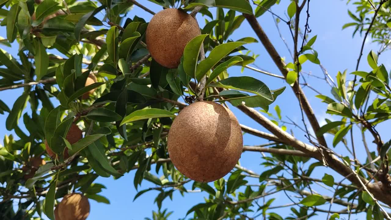frutas inmaduras de sapodilla colgando del árbol, no listas para la cosecha. una fruta tropical conocida por su sabor dulce cuando está madura.