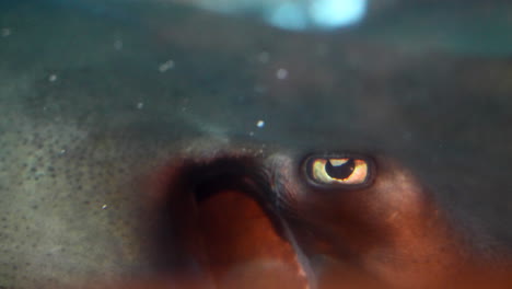 un primer plano de los ojos de las rayas submarinas.
