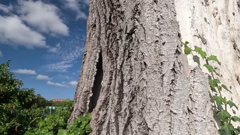 trunk-of-a-dead-tree,-bark-separates-from-wood,-vegetation-and-climbing-plants-grow-strongly-around-it,-shot-traveling-backwards,-revealing