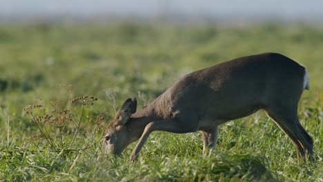 Gemeinsame-Wilde-Rehe-Perfekte-Nahaufnahme-Auf-Wiese-Weide-Herbst-Goldene-Stunde-Licht