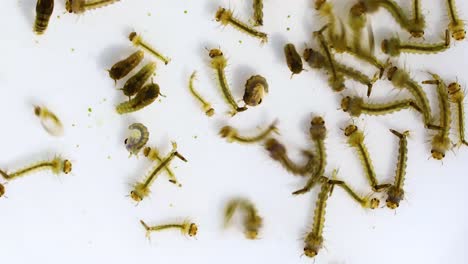 macro video of mosquito larvae and other larvae