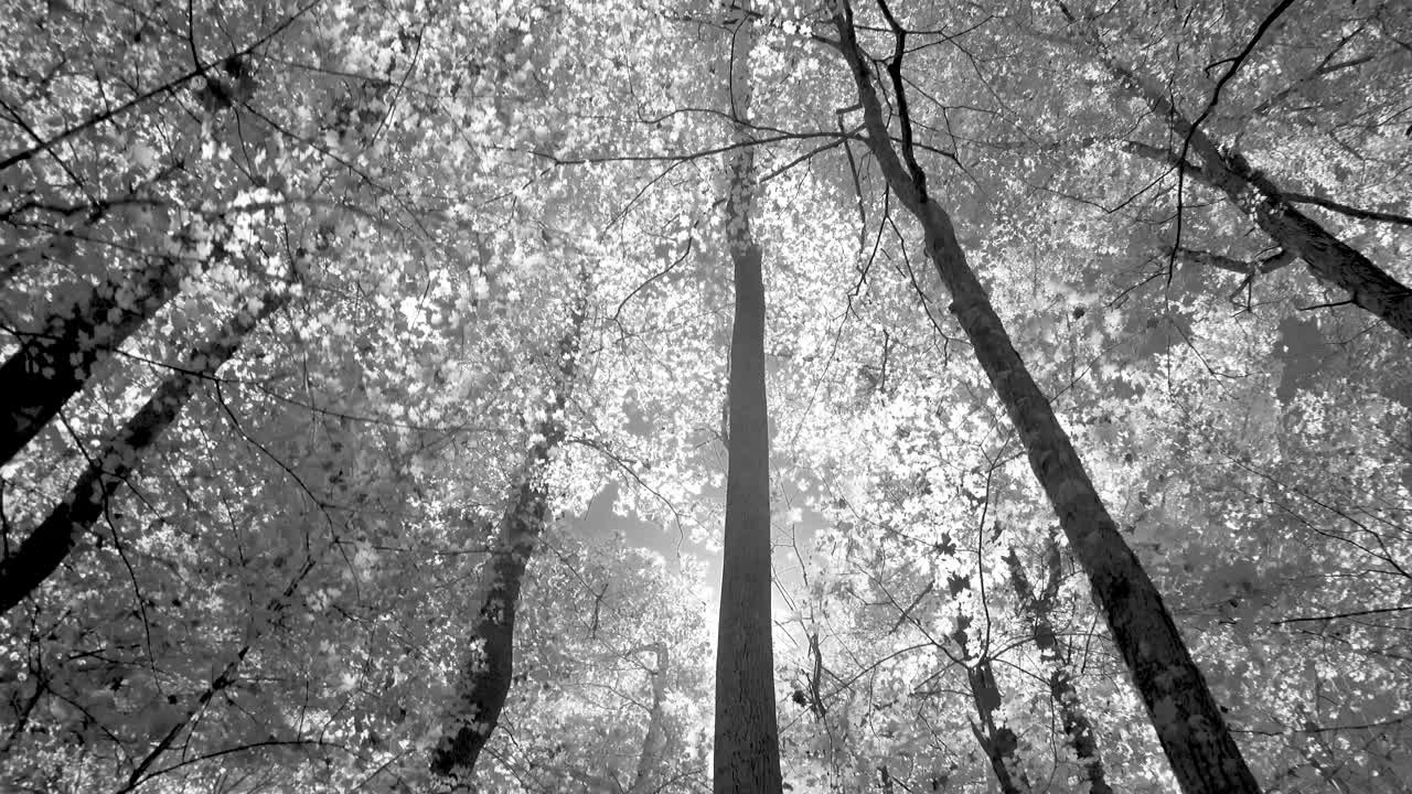 나무 들 을 통과 하는 빛