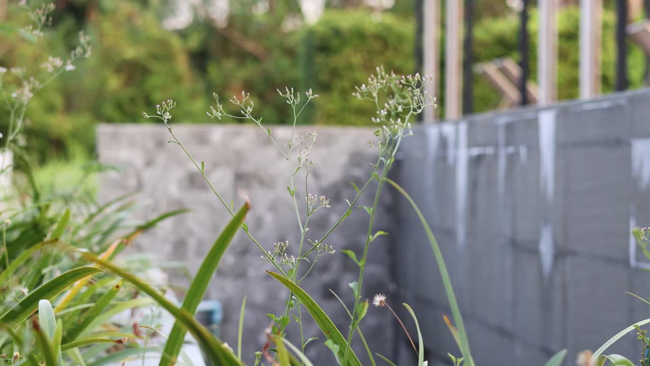 建設現場の近くで成長する植物のタイムラップ