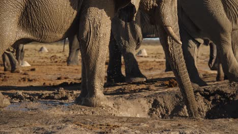 close up of elephant trunk drinking water in nxai pan desert, botswana