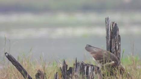 Heron-in-pond-waiting-for-pray-.