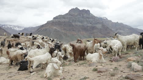 mountain goats, spiti valley