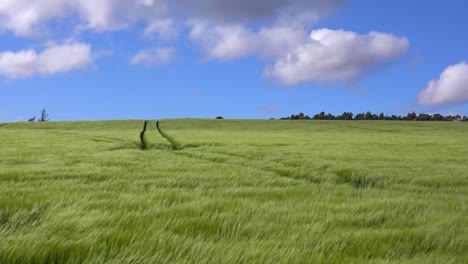 wind weht über schöne grüne felder auf dem land