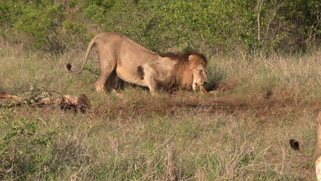 Zoom-out-shot-of-young-lion-passing-by-his-father-feeding-on-remains
