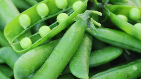 fresh green peas pods rotation close up. peas background. loop motion