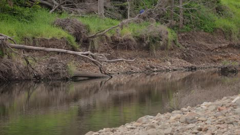 Erosion-Durch-Regen-Und-Überschwemmungen-Entlang-Des-Coomera-River-In-Oxenford,-Gold-Coast,-Australien