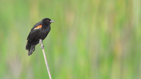 vibrant red winged blackbird perched on reed and calling