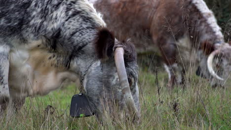 una toma en cámara lenta de un rebaño de vacas longhorn con dispositivos de localización gps en forma de campana alrededor de sus cuellos vagando libremente y pastando en un campo