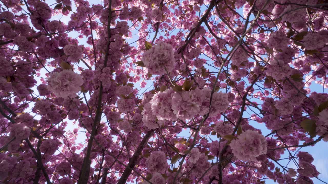 girando lentamente mientras una ligera brisa sopla a través de las delicadas flores de cerezo de sakura