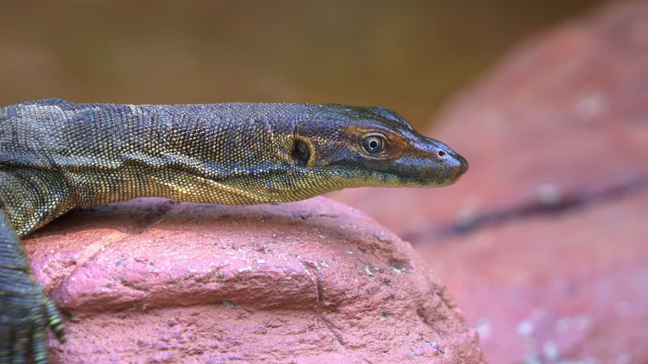 Exotic mertens' water monitor, varanus mertensi basking on the shore, crawling and flicking its tongue, endangered wildlife species endemic to northern Australia, close up shot
