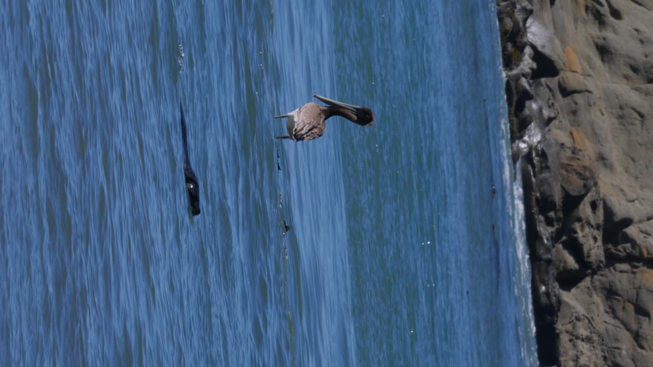 물개가 쉬고 있는 펠리컨 앞을 지나간다