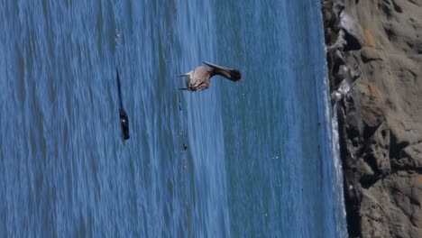 Eine-Robbe-Läuft-Vor-Einem-Ruhenden-Pelikan-Vorbei
