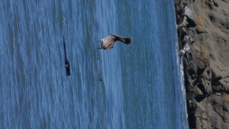 a seal passes in front of a pelican as it rests