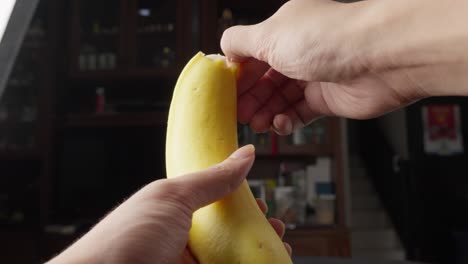 caucasian hands peeling a yellow ecuatorial banana revealing fruit inside peels tropical sweet food