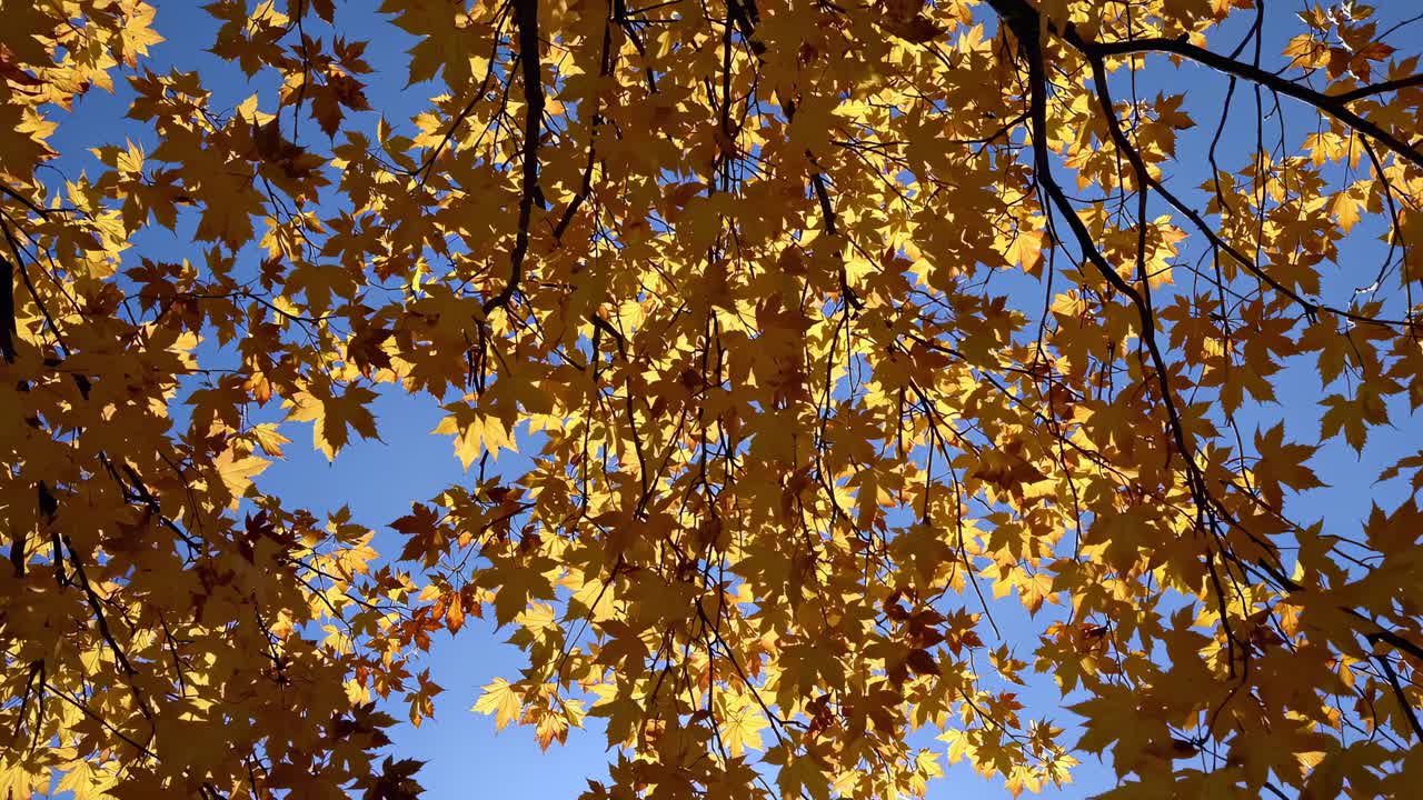 Upward angle video capturing vibrant autumn leaves against a clear blue sky, highlighting the beauty